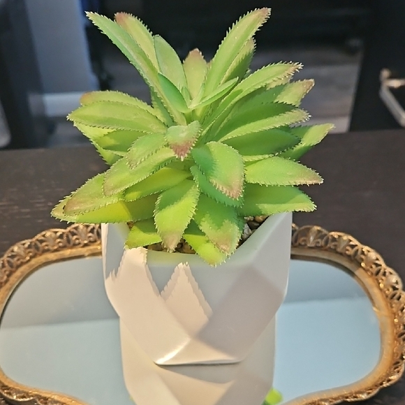 Other - Modern White Planter with Green Succulent